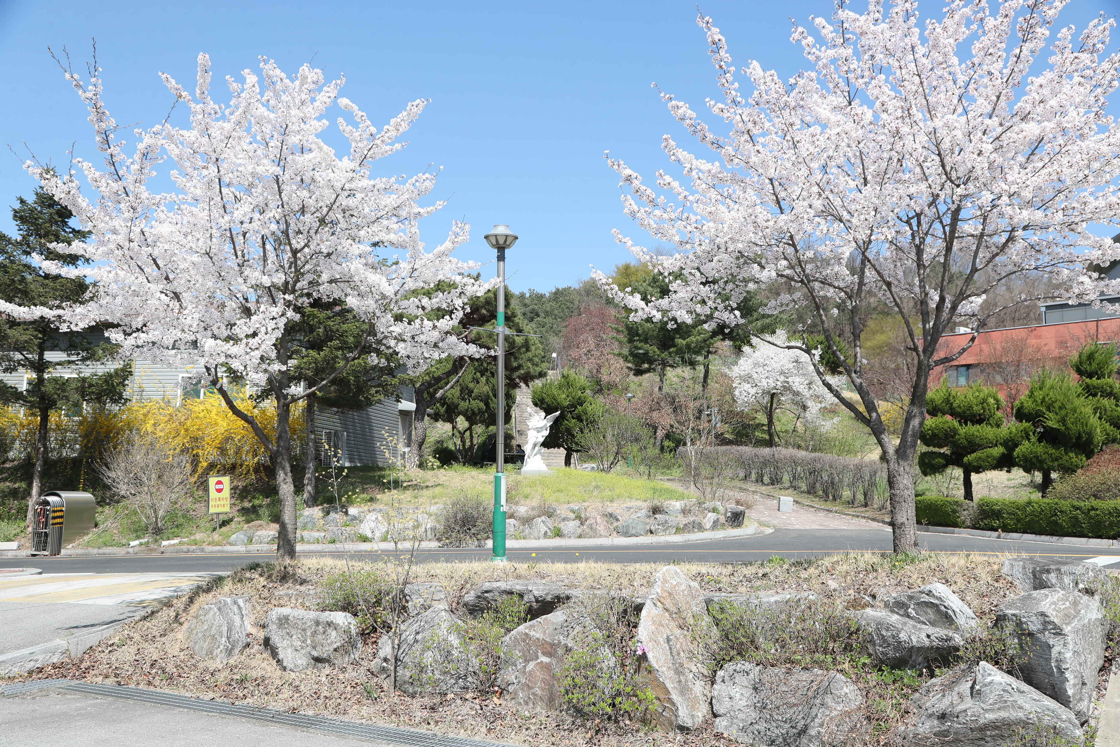 2024년 한림성심대학교의 봄